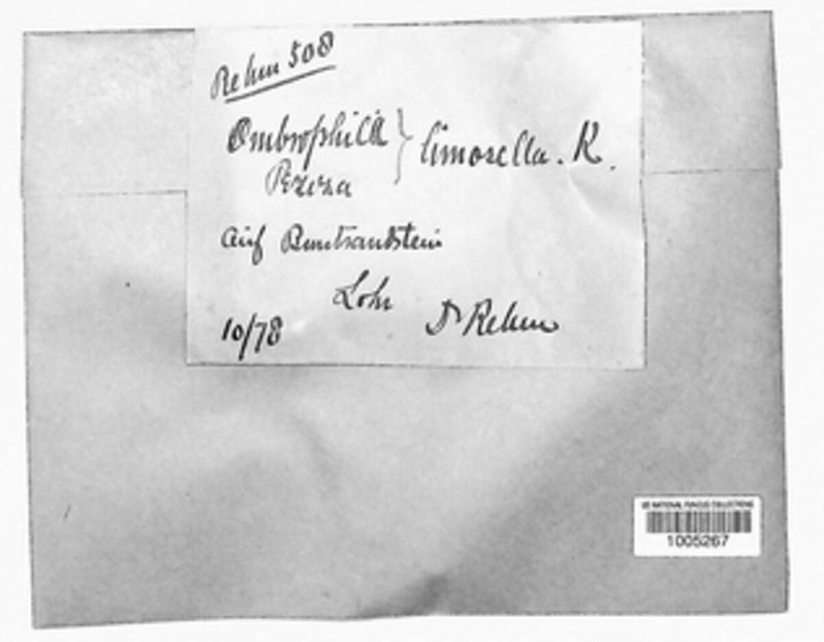 Discinella limosella image